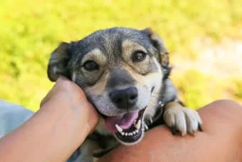Köpeklerde Kulak Enfeksiyonları