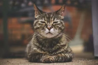 Yaşlanan Kediler: Bir Kedi Ne Zaman Yaşlı Kabul Edilir?