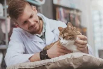 Yavru Kedi ve Yetişkin Kedi Aşı Takvimi