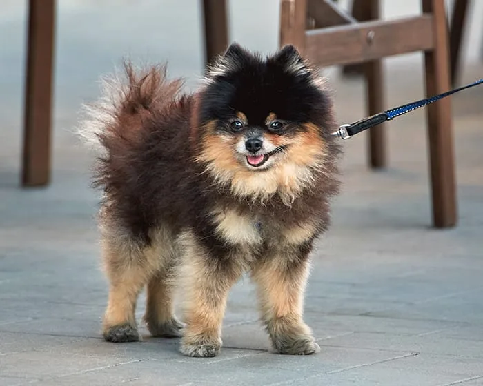 Kediler ve Köpekler İçin Kapsamlı Ağız ve Diş Bakımı