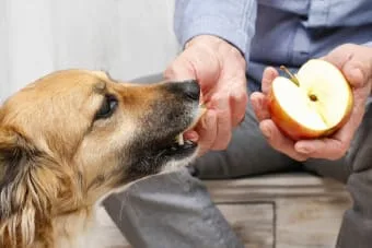 Köpeğim için hangi meyveler güvenli, hangileri güvenli değil?
