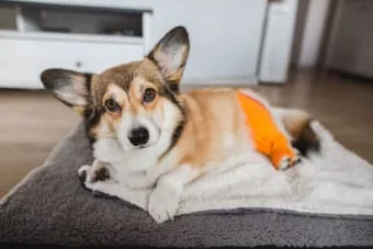 Köpek Diz(Çapraz bağ) Ameliyatı
