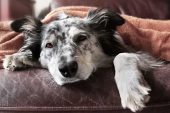 Köpeklerde Hipertiroidizm: Nedenleri, Belirtileri ve Tedavisi