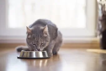 Kedim neden yemek yemiyor? Endişelenmeli miyim?