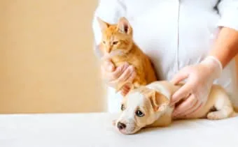 Yavru köpek veya yavru kedinin ilk muayenesinde sıkça karşılaşılan durumlar