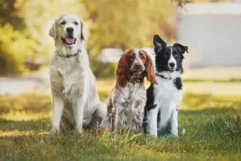 Köpeklerde Kalp Kurdu Hastalığı