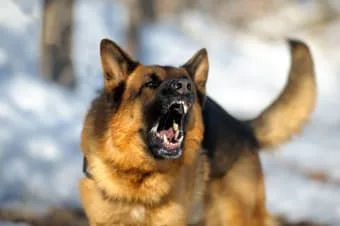 Köpeklerde Kuduz: Bilmeniz Gerekenler