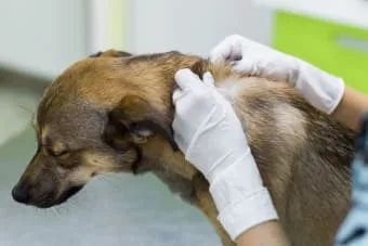 Yavru köpeğim neden bazı bölgelerinde tüy döküyor?