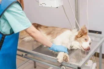 Köpekler İçin Röntgen: Bilmeniz Gereken Her Şey