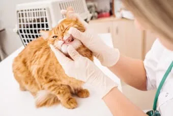 Kedi Diş Sağlığı: Her Kedi Sahibinin Kedilerin Diş Hijyeni Hakkında Bilmesi Gerekenler
