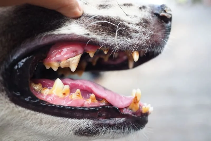 Köpek Diş Çekimi: Neler Beklemelisiniz?