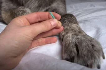 Köpekler İçin Akupunkturun 5 Sağlık Faydası