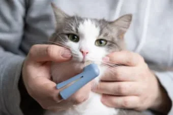 Kedi Diş Temizliği: Kedinin Dişleri Nasıl Temizlenir?