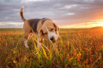 Köpeklerin Ot Yemesi: Bunu Neden Yapıyorlar ve Güvenli Mi?