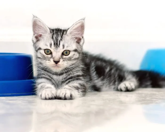 Kedi ve Köpek Sağlık Kontrolleri