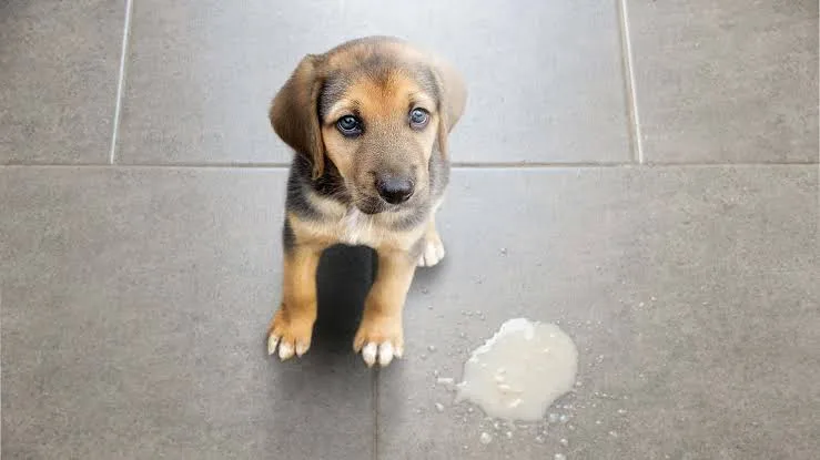 Köpeklerde Kusma: Nedenleri ve Ne Zaman Veterinere Gidilmeli?