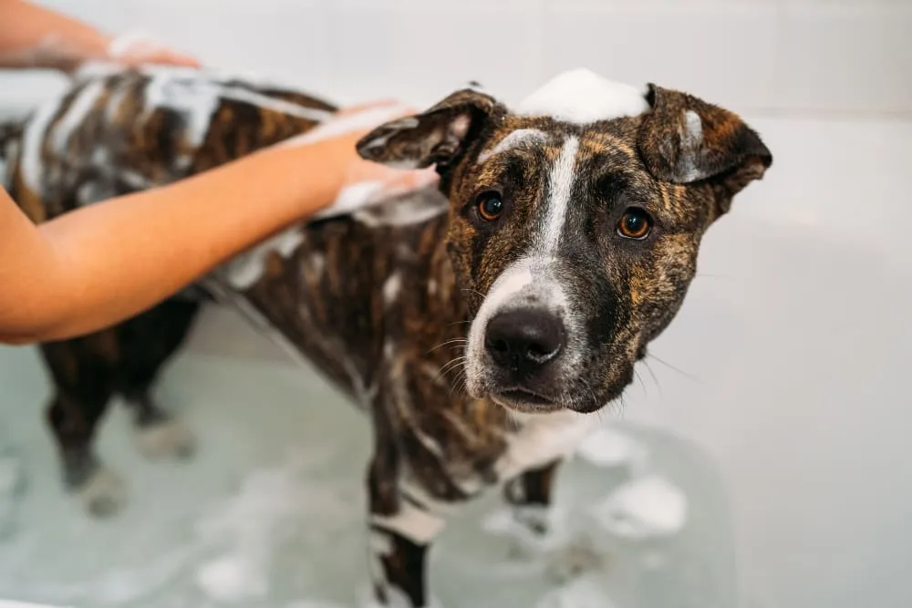 Köpeğimi ne sıklıkla yıkamalıyım?