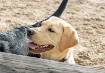 Köpeklerde Kabızlık: Nedenleri, Teşhis ve Tedavisi