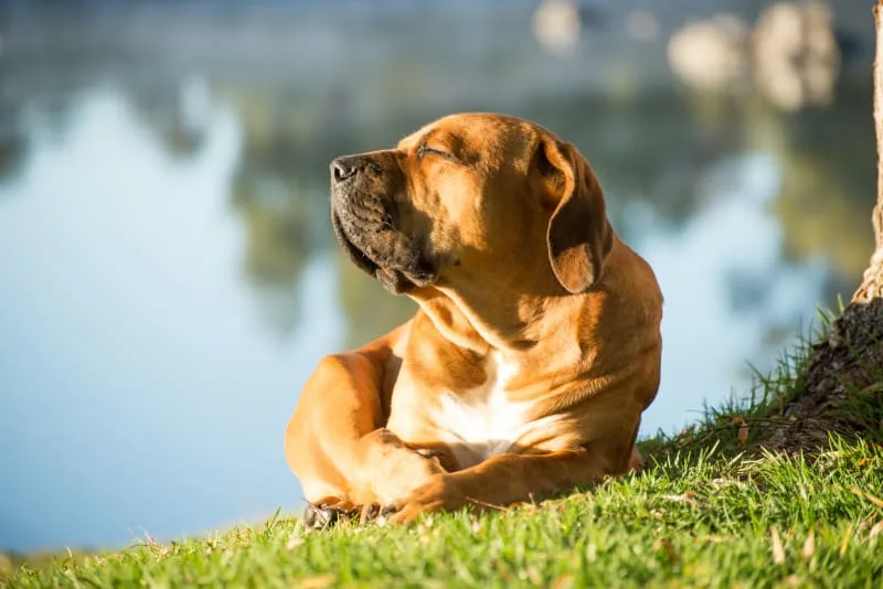 Köpeklerde Sıcak Çarpmasını Nasıl Tanıyıp Tedavi Edebilirsiniz?