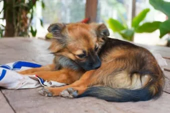 Alerjik Dermatitli Bir Köpeğe Nasıl Yardım Edilir?