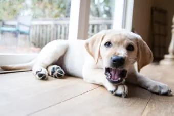 Köpeklerde Kennel Cough (Barınak Öksürüğü Hastalığı): Belirtileri, Tedavisi ve Önlenmesi