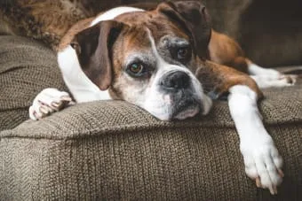 Yaşlı Köpeklerde Kilo Kaybı: Ne Zaman Endişelenmelisiniz?