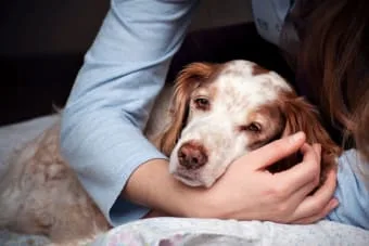 Köpeklerde Kronik Ağrı Durumları