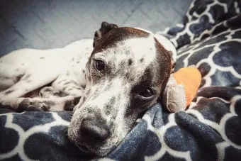 Ortopedi Ameliyatı Sonrası Köpeğinize Nasıl Bakım Yapmalısınız?