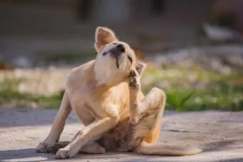 Kedimin veya köpeğimin piresi olup olmadığını nasıl anlayabilirim?