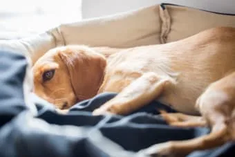 Köpeklerde Zatürre(Pneumonia): Nedenleri, Belirtileri ve Tedavisi
