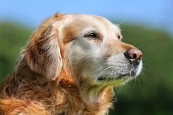 Bir köpek ne zaman yaşlı sayılır?