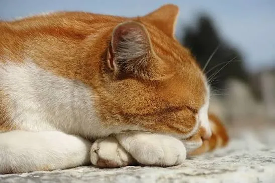 Kedilerde Kusma Neden Olur? Belirtiler ve Veterinere Başvuru