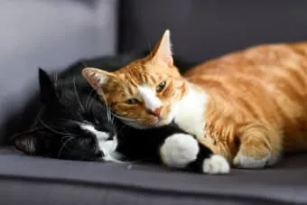 En Uzun Yaşayan Kedi Irkları