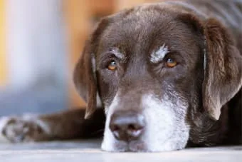 Köpeklerde Eklem Ağrısı: Belirtileri, Nedenleri ve Tedavisi