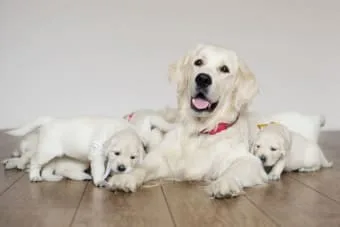 Köpeklerde Hamilelik - Doğum ve Sezaryen Doğum : Bilmeniz Gereken Her Şey
