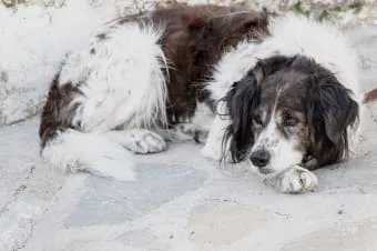Köpeğinizin Derisindeki Şişlikler ve Tümsekler