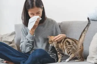 Kedi Astımı! Kediler insanlarda astıma neden olabilir mi?