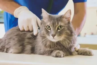 Kedinizi ne sıklıkla veterinere götürüyorsunuz?